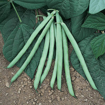 Bean Bush Blue Lake 274 Seed