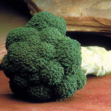 Broccoli Marathon F1 Seed