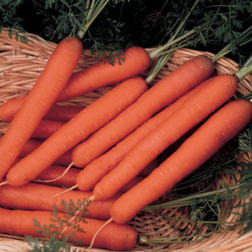 Carrot Scarlet Nantes Seed