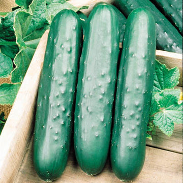 Cucumber Speedway F1 Seed