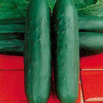 Cucumber Dasher II F1 Seed