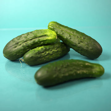Cucumber Sassy F1 Seed