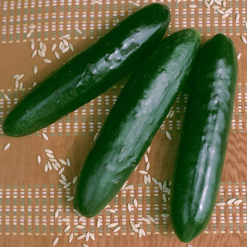 Cucumber Stonewall F1 Seed