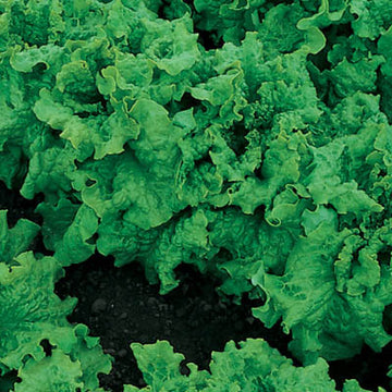 Lettuce Black Seeded Simpson Seed