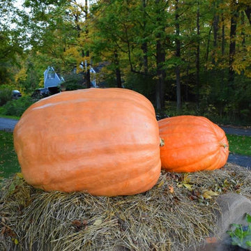 Pumpkin Dill's Atlantic Giant Seed