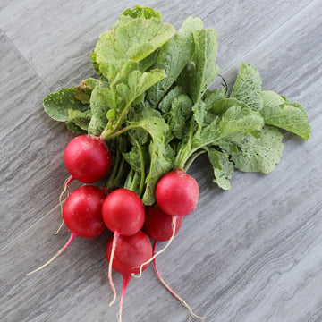 Radish Champion Seed