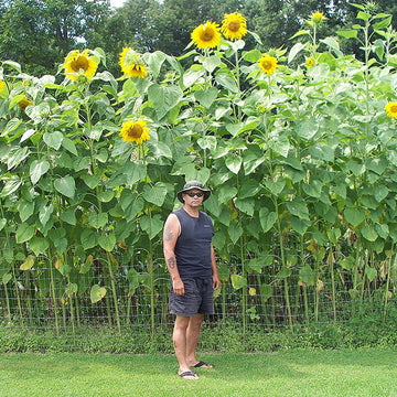 Sunflower Mammoth Seed