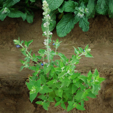 Catnip Nepeta Seed