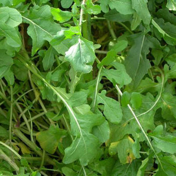 Arugula Roquette Seed