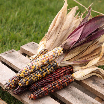 Ornamental Corn Fiesta F1 Seed