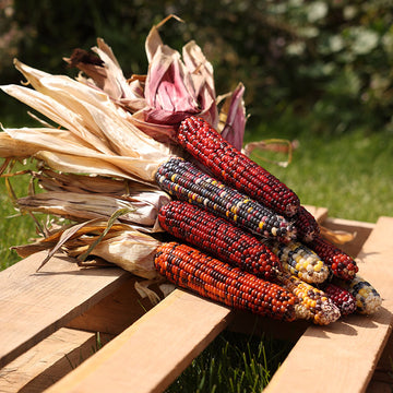 Ornamental Corn Wilda's Pride Seed