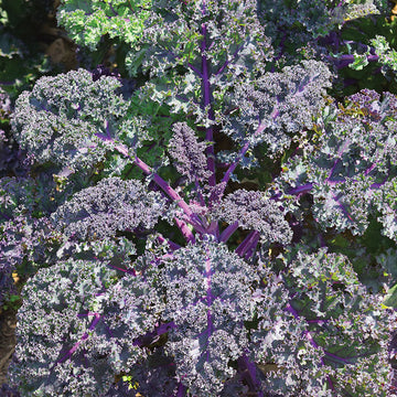 Kale Redbor F1 Seed