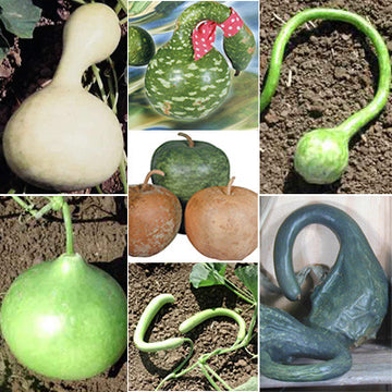 Gourd Big Boy Mix Seed