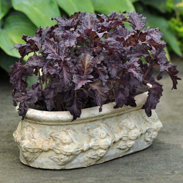 Basil Purple Ruffles Seed