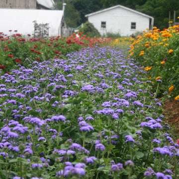 Ageratum Blue Horizon F1 Seed