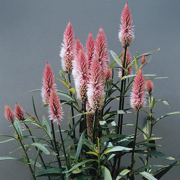 Celosia Flamingo Feather Seed