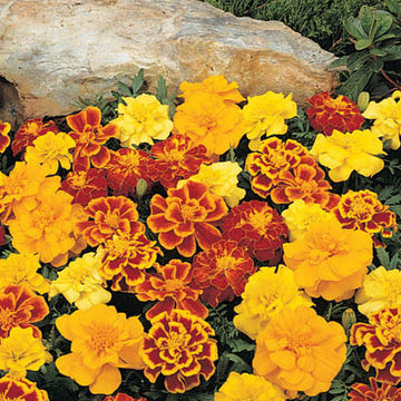 Marigold Durango Mix Seed