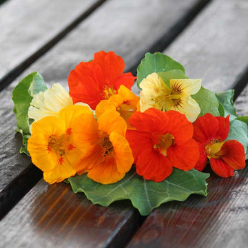 Nasturtium Jewel Mix Seed