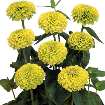 Zinnia Benary's Giant Lime Seeds