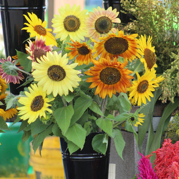 Sunflower Autumn Beauty Mixture Seed