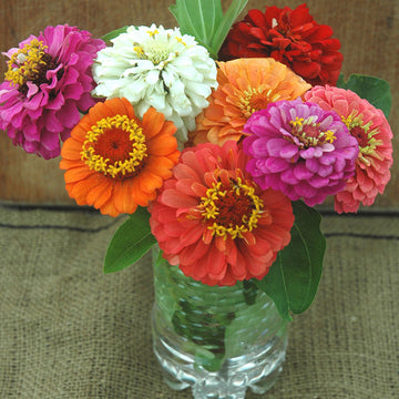 Zinnia Cut and Come Again Mix Seed