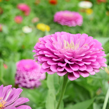 Zinnia Benary's Giant Lilac Seeds