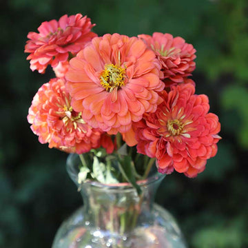 Zinnia Benary's Giant Salmon Rose Seed