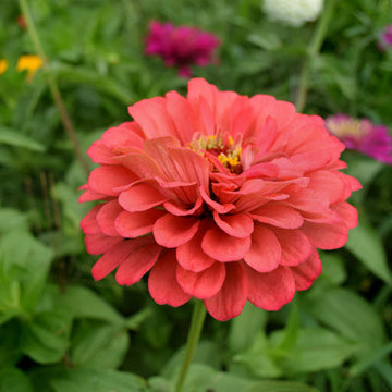 Zinnia Benary's Giant Coral Seeds