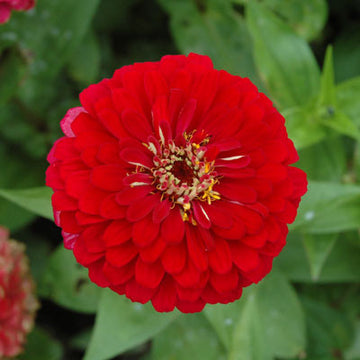 Zinnia Benary's Giant Deep Red Seeds