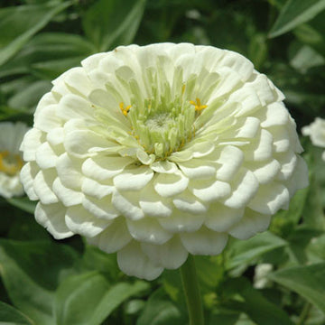 Zinnia Benary's Giant White Seeds