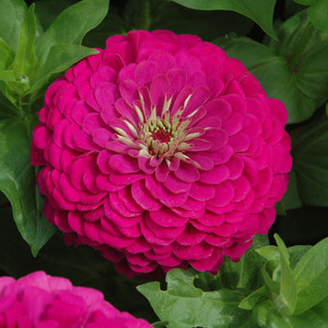 Zinnia Benary's Giant Purple Seeds