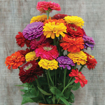 Zinnia Benary's Giant Mix Seed