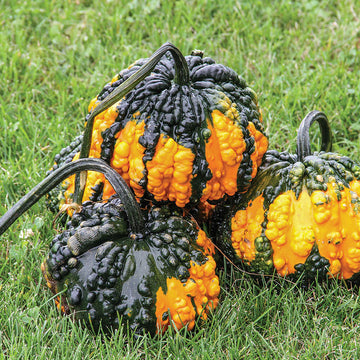 Gourd Hoargarth Seeds