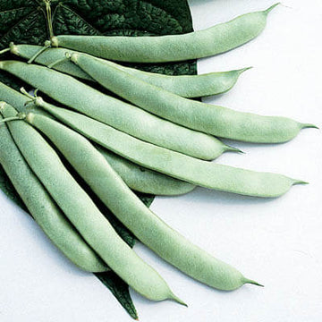 Bean Roma II Seeds