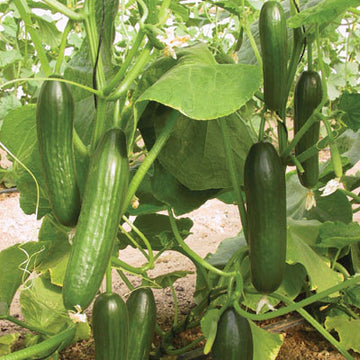 Cucumber Manny F1 Seed