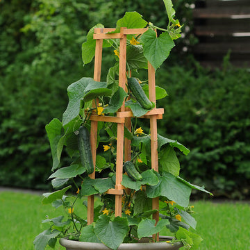 Cucumber Patio Snacker F1 Seed