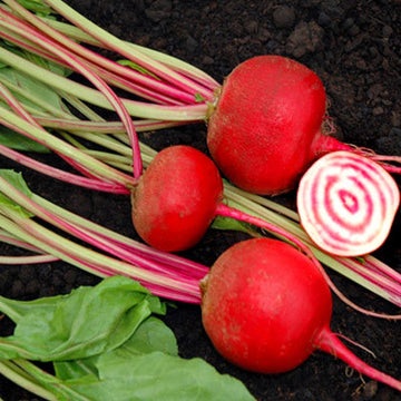 Beet Chioggia Guardsmark Organic Seed