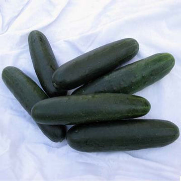 Cucumber SV4719CS F1 Seed