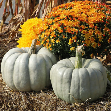 Pumpkin Blue Doll F1 Seed