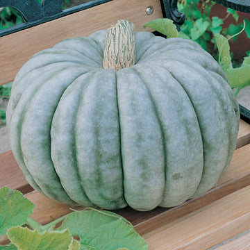 Pumpkin Jarrahdale Seed