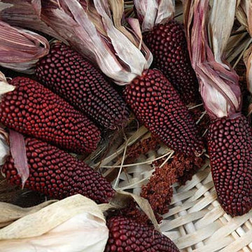 Ornamental Corn Cherry Berry Seed