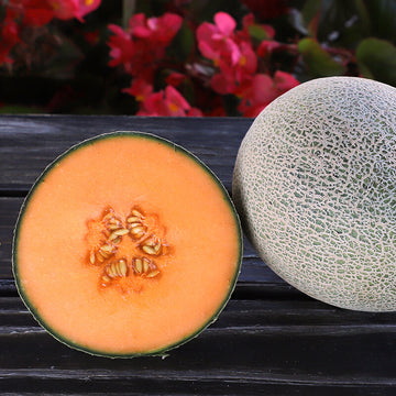 Melon Shockwave F1 Seed