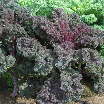 Kale Scarlet Seed