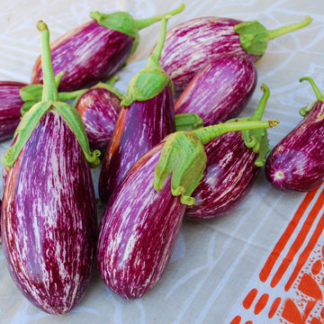 Eggplant Listada De Gandia Live Plants