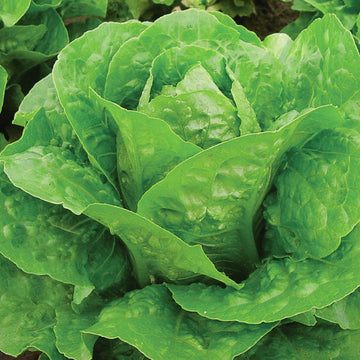 Lettuce Coastal Star MTO Organic Seed