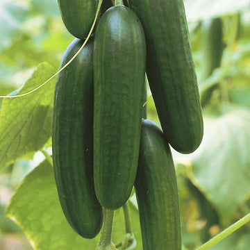 Cucumber Picolino F1 Organic Seed