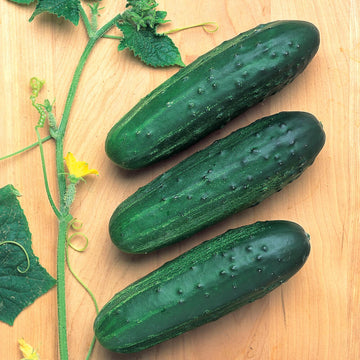 Cucumber Cross Country F1 Seed