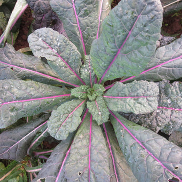 Kale Dazzling Blue Organic Seed