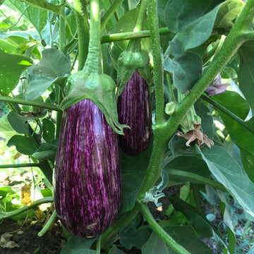 Eggplant Annina F1 Organic Seed