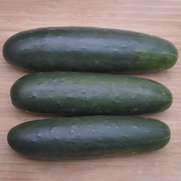 Cucumber Brickyard F1 Seed